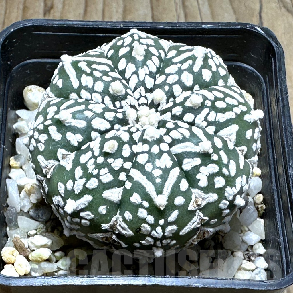 SHPR31383 Astrophytum asterias ‘Super Kabuto’ V-type