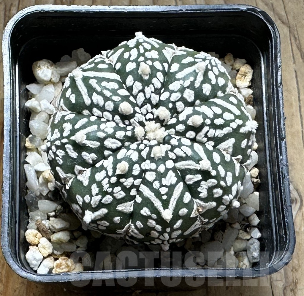 SHPR31383 Astrophytum asterias ‘Super Kabuto’ V-type - immagine 2