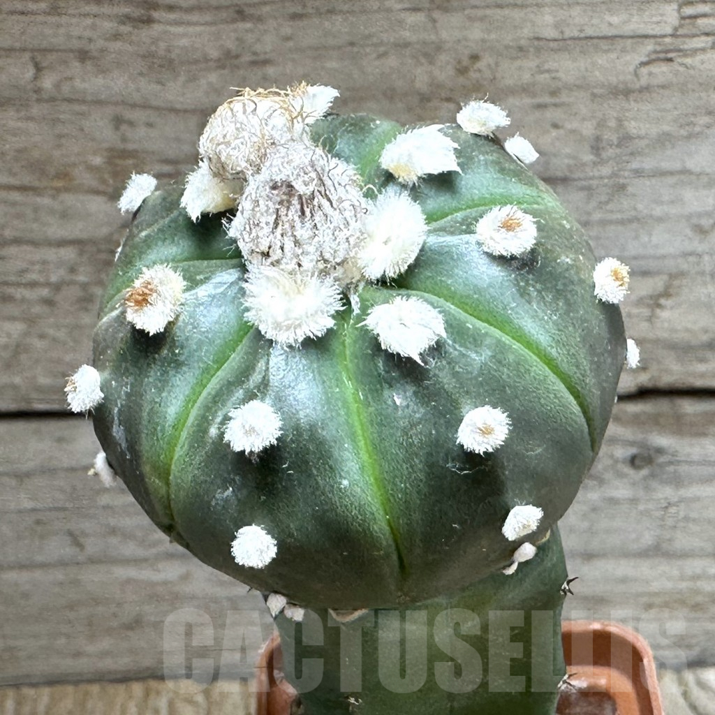 SHPR31384 Astrophytum asterias ‘Purple Skin’ grafted
