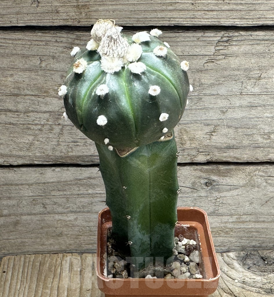 SHPR31384 Astrophytum asterias ‘Purple Skin’ grafted - Image 2