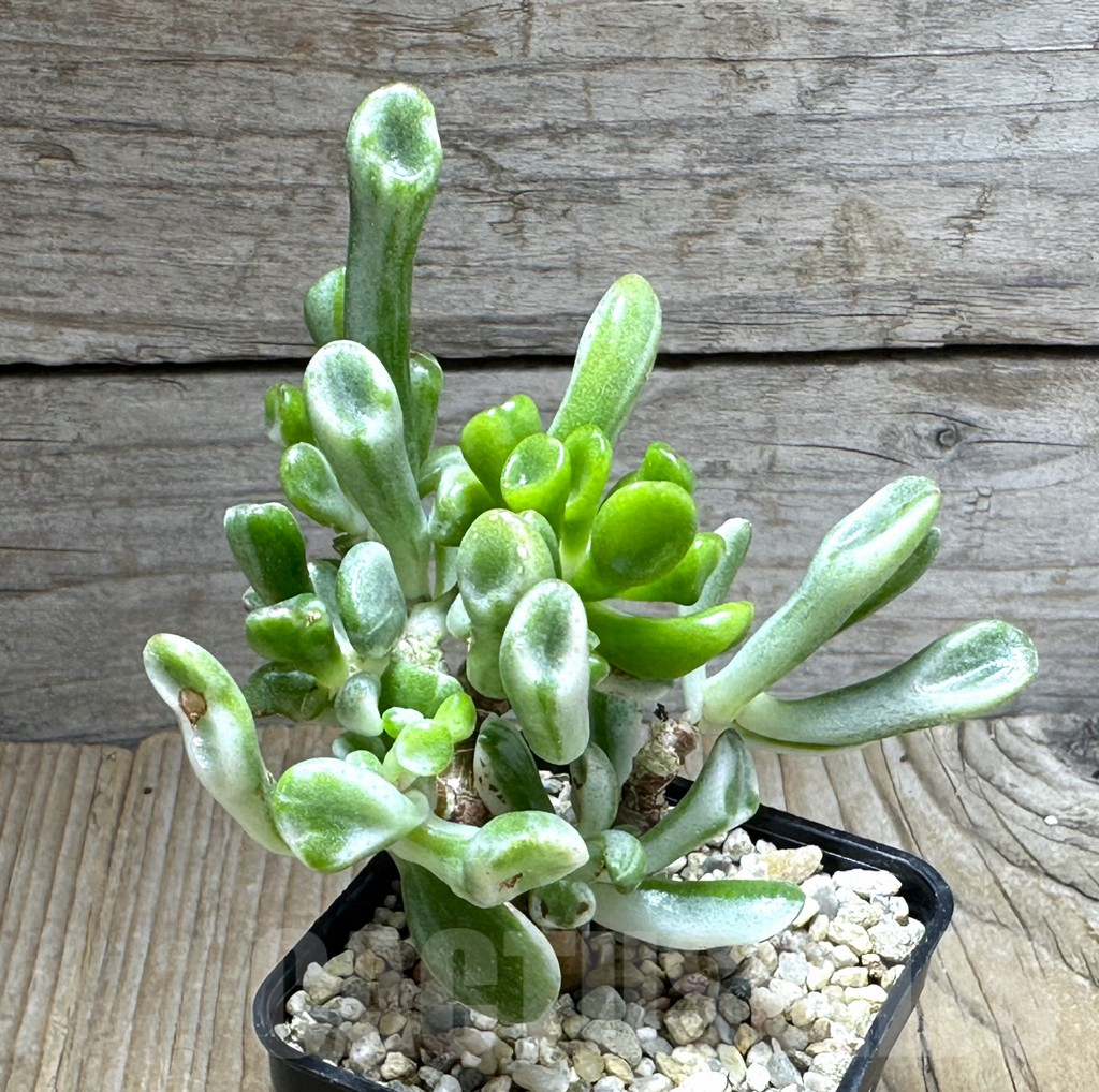 SHPR31385 Crassula hobbit f. variegata