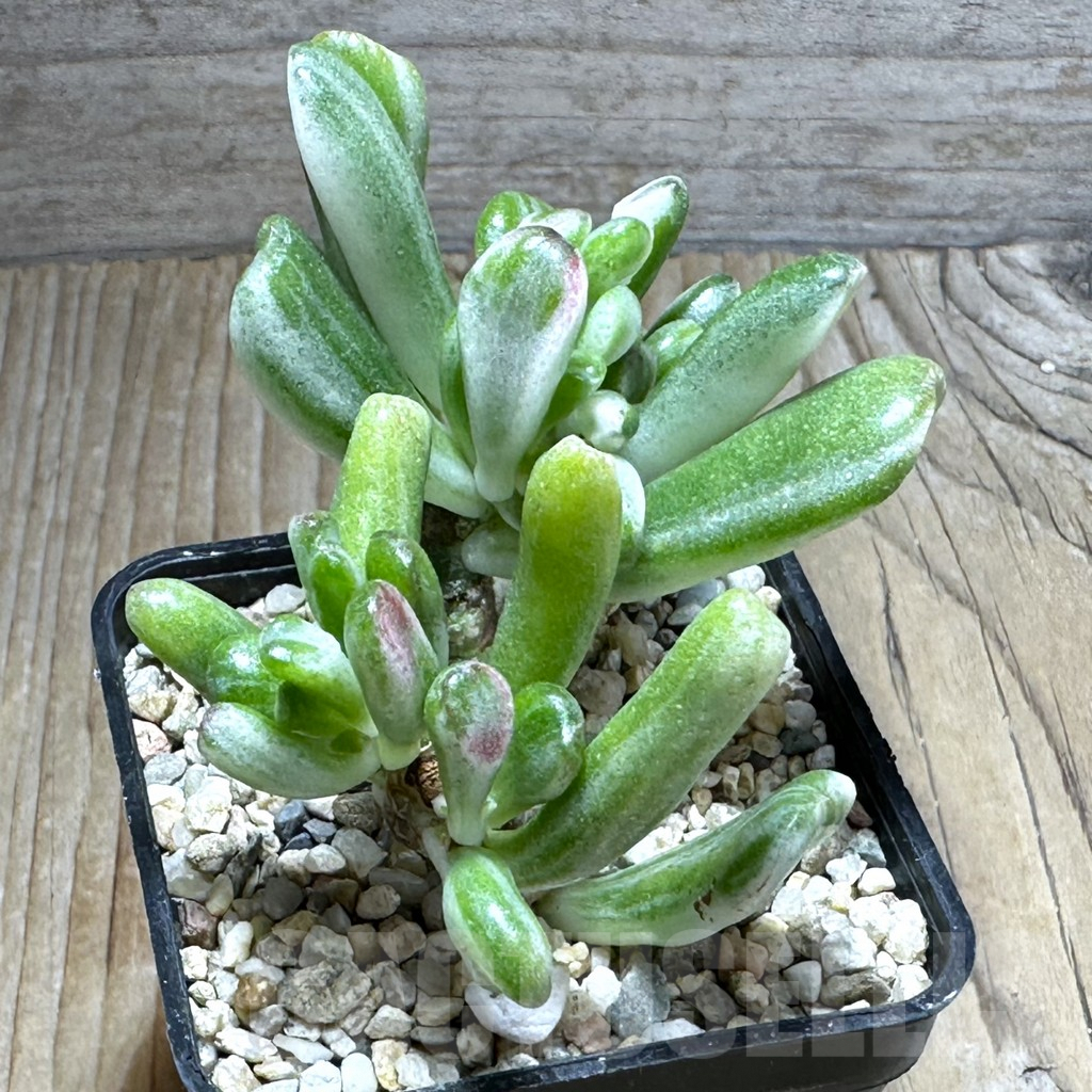 SHPR31386 Crassula hobbit f. variegata