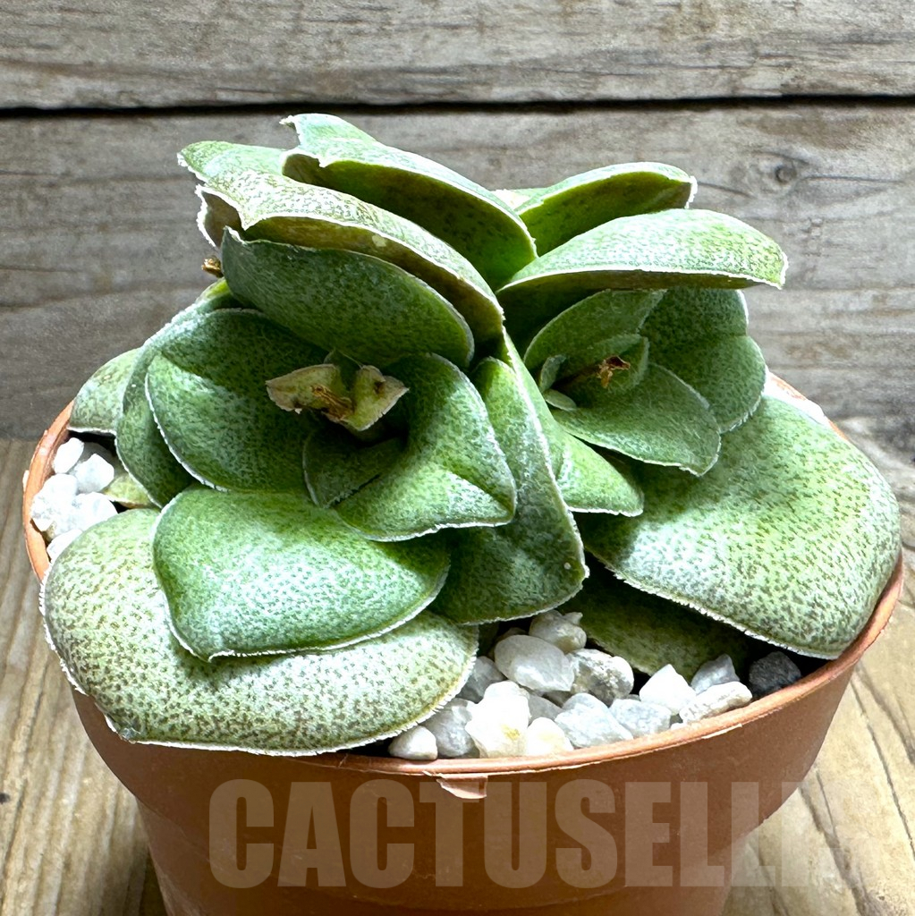SHPR31387 Crassula hemisphaerica - immagine 2