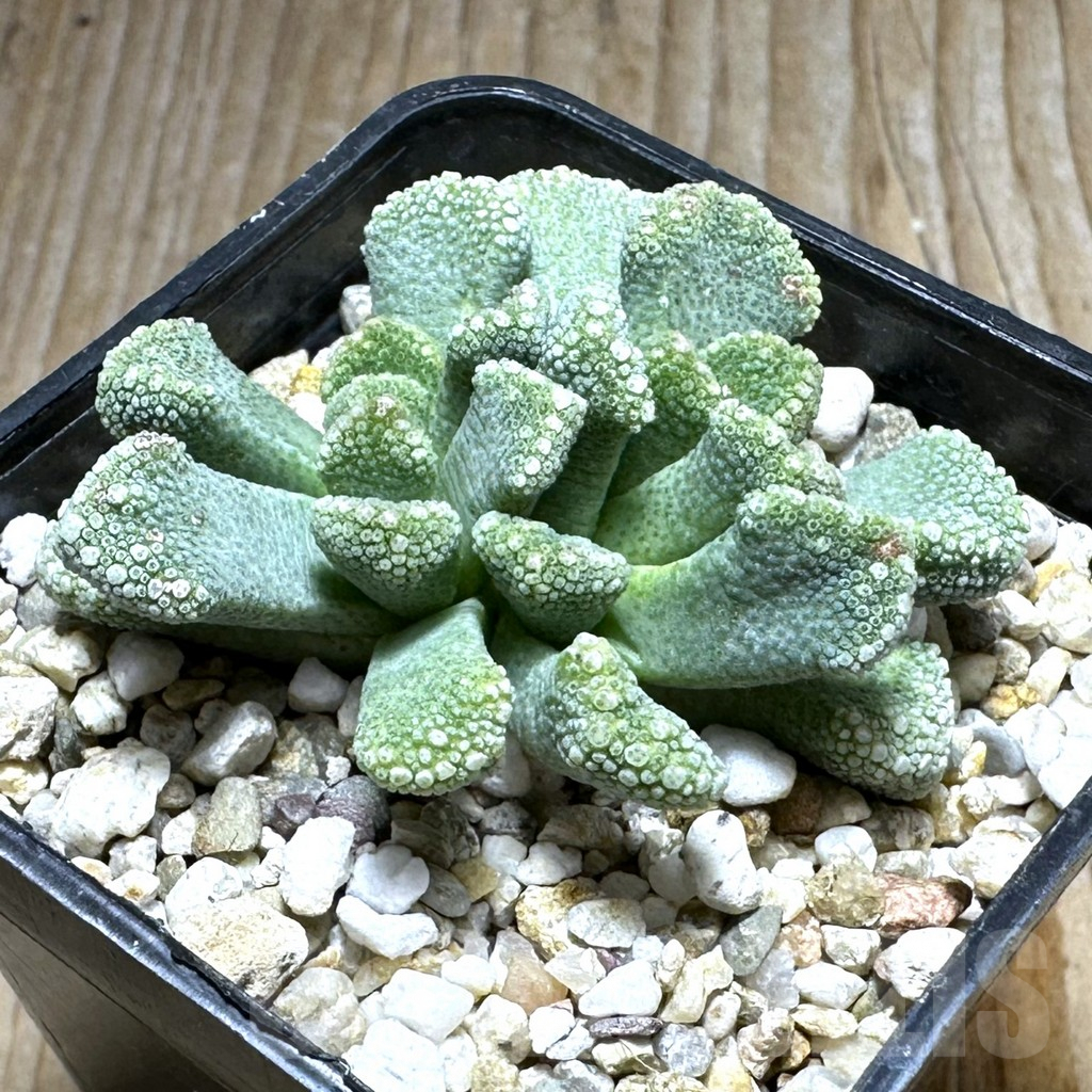 SHPR31388 Titanopsis calcarea