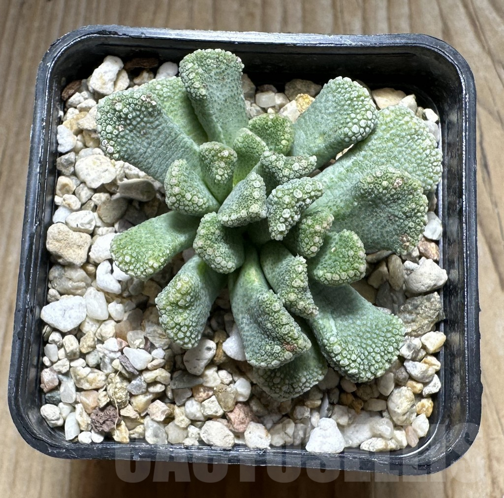 SHPR31388 Titanopsis calcarea - Obrázek 2