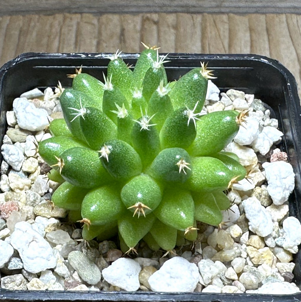 SHPR31389 Mammillaria camptotricha ‘Bru’