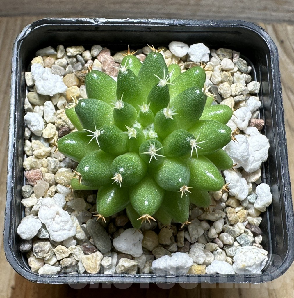 SHPR31389 Mammillaria camptotricha ‘Bru’ - Obrázek 2