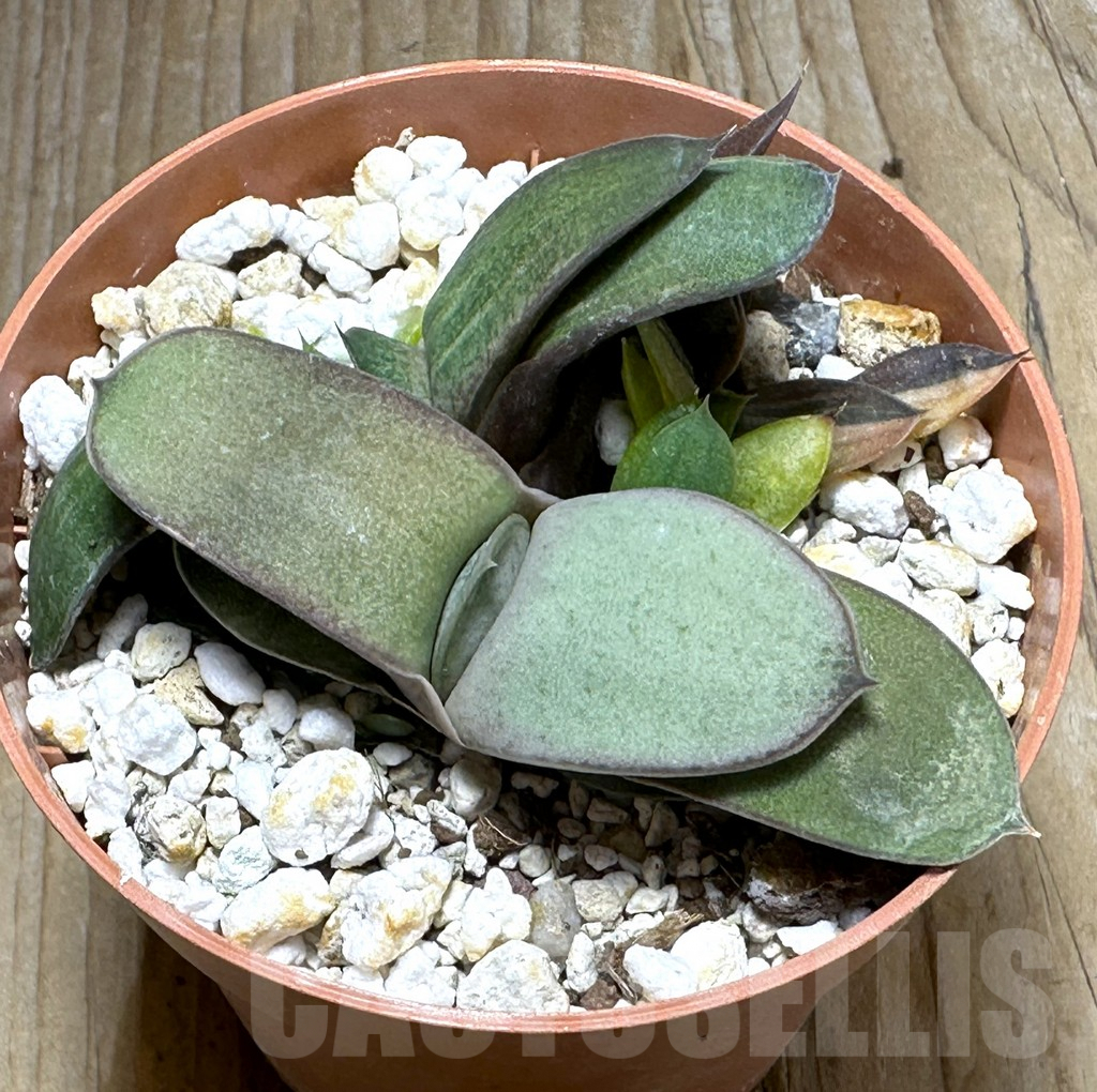 SHPR31390 Gasteria glomerata f. variegata, seedling 2 plants