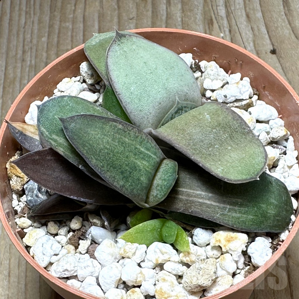 SHPR31390 Gasteria glomerata f. variegata, seedling 2 plants - Obrázek 2