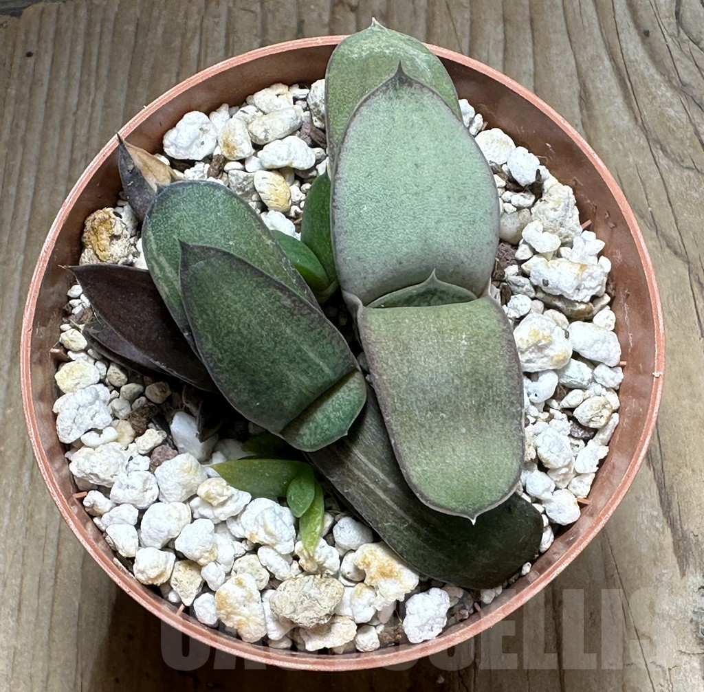 SHPR31390 Gasteria glomerata f. variegata, seedling 2 plants - Obrázek 3