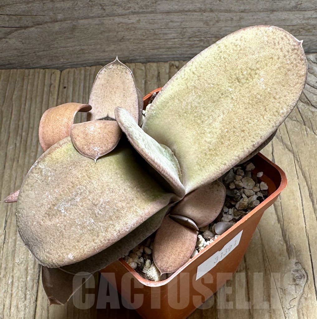 SHPR31391 Gasteria glomerata hybrid