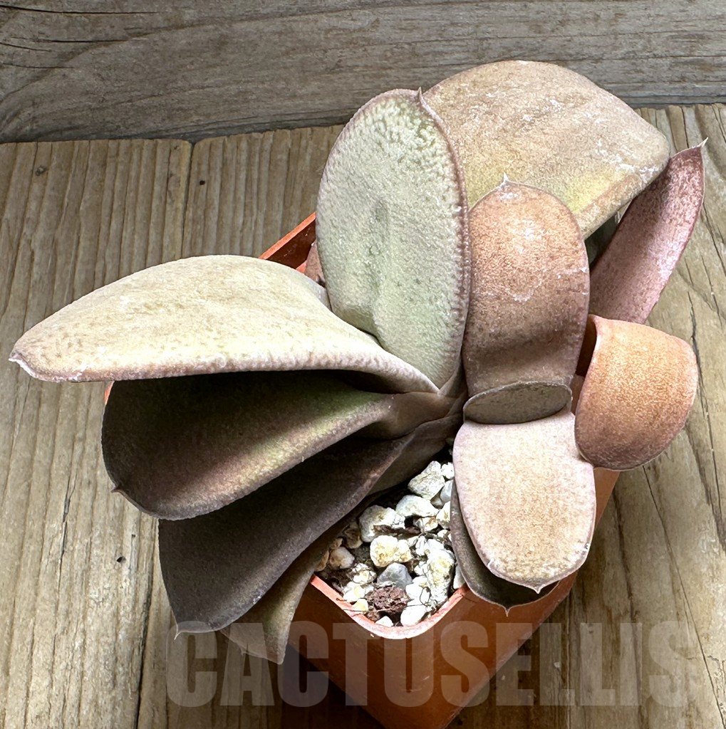 SHPR31391 Gasteria glomerata hybrid - Obrázek 2