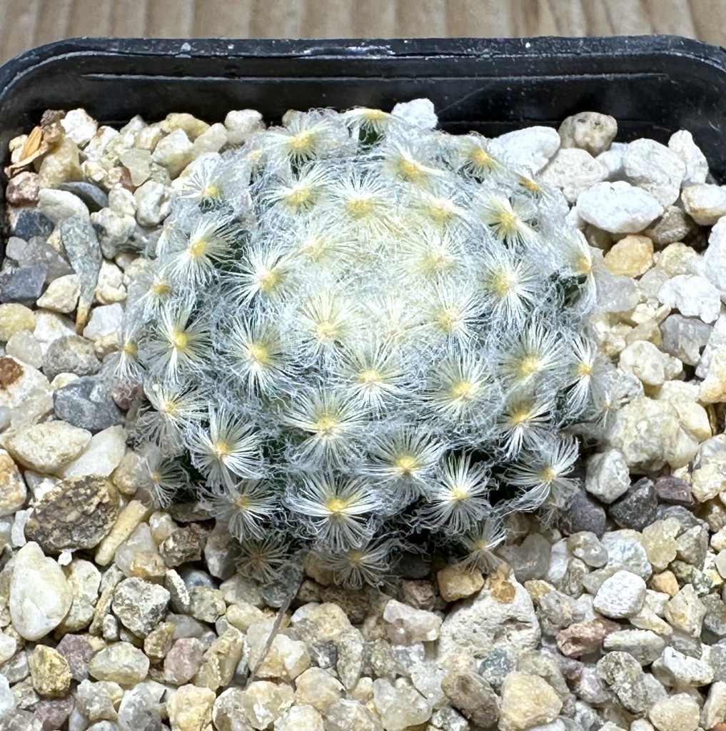 SHPR31461 Mammillaria schiedeana v. plumosa