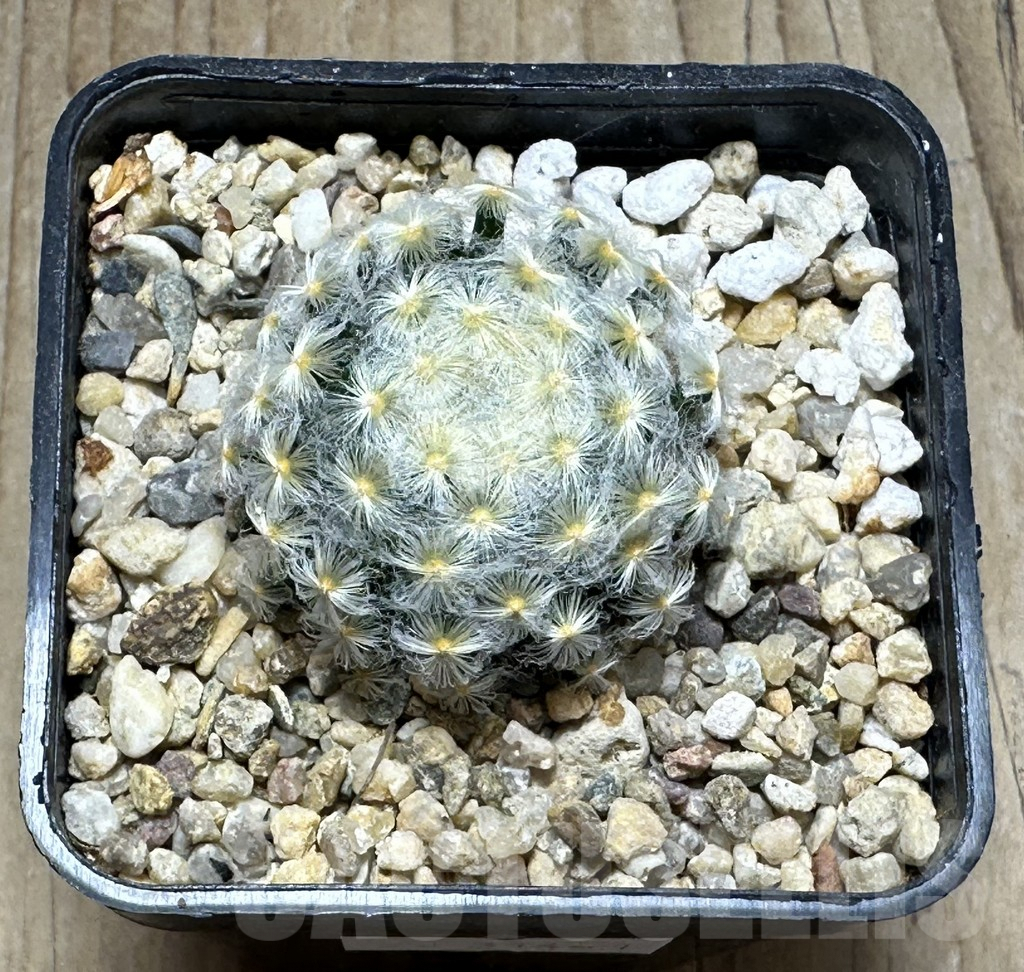 SHPR31461 Mammillaria schiedeana v. plumosa - immagine 2