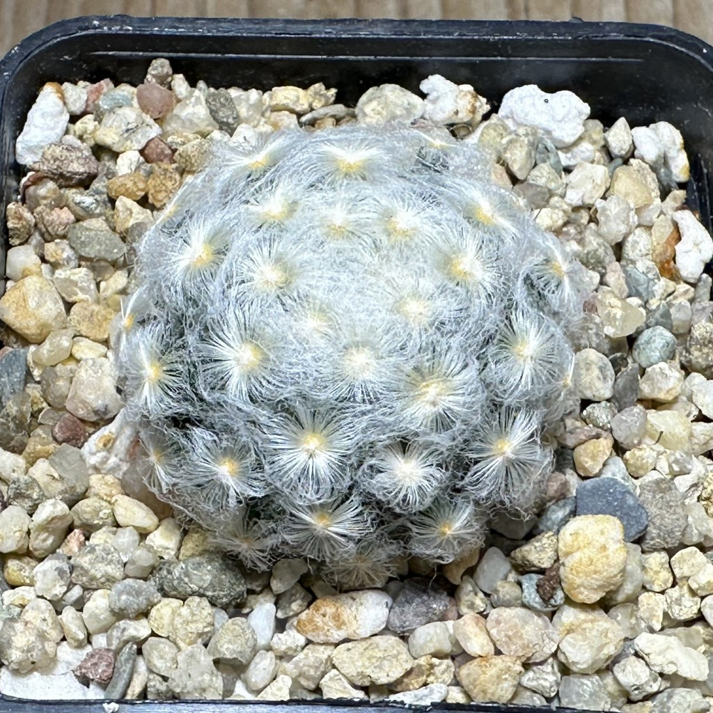 SHPR31462 Mammillaria schiedeana v. plumosa