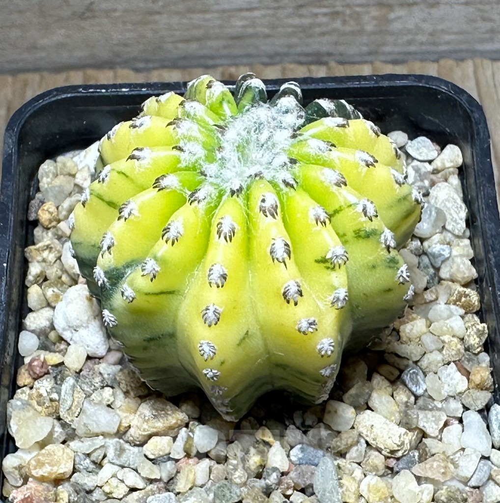 SHPR31463 Discocactus horstii f.variegata - immagine 2