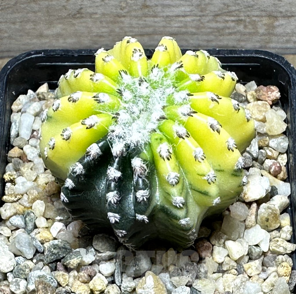 SHPR31463 Discocactus horstii f.variegata