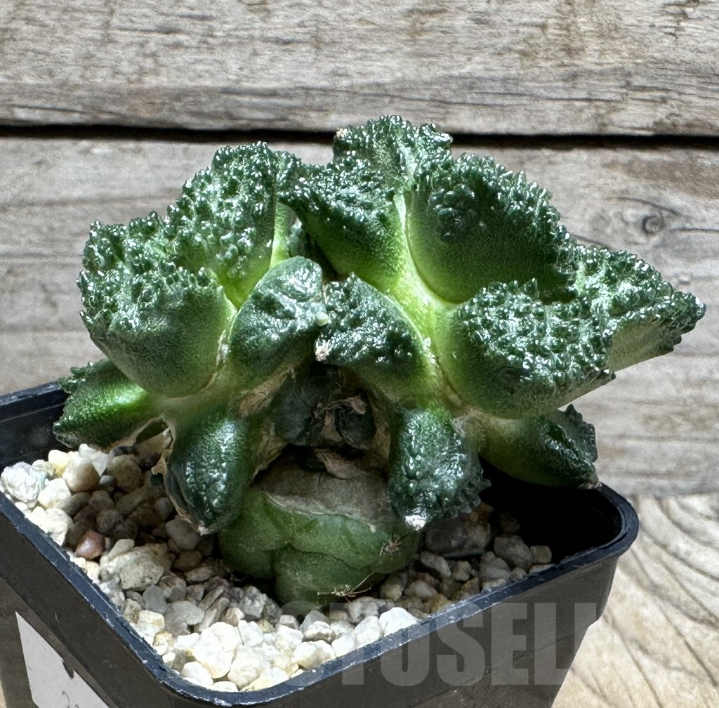 SHPR31464 Ariocarpus fissuratus “Godzilla” , grafted - Зображення 2
