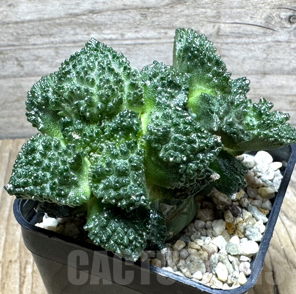 SHPR31464 Ariocarpus fissuratus “Godzilla” , grafted