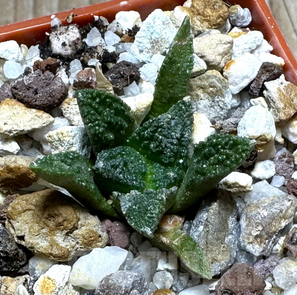SHPR31468 Ariocarpus bravoanus