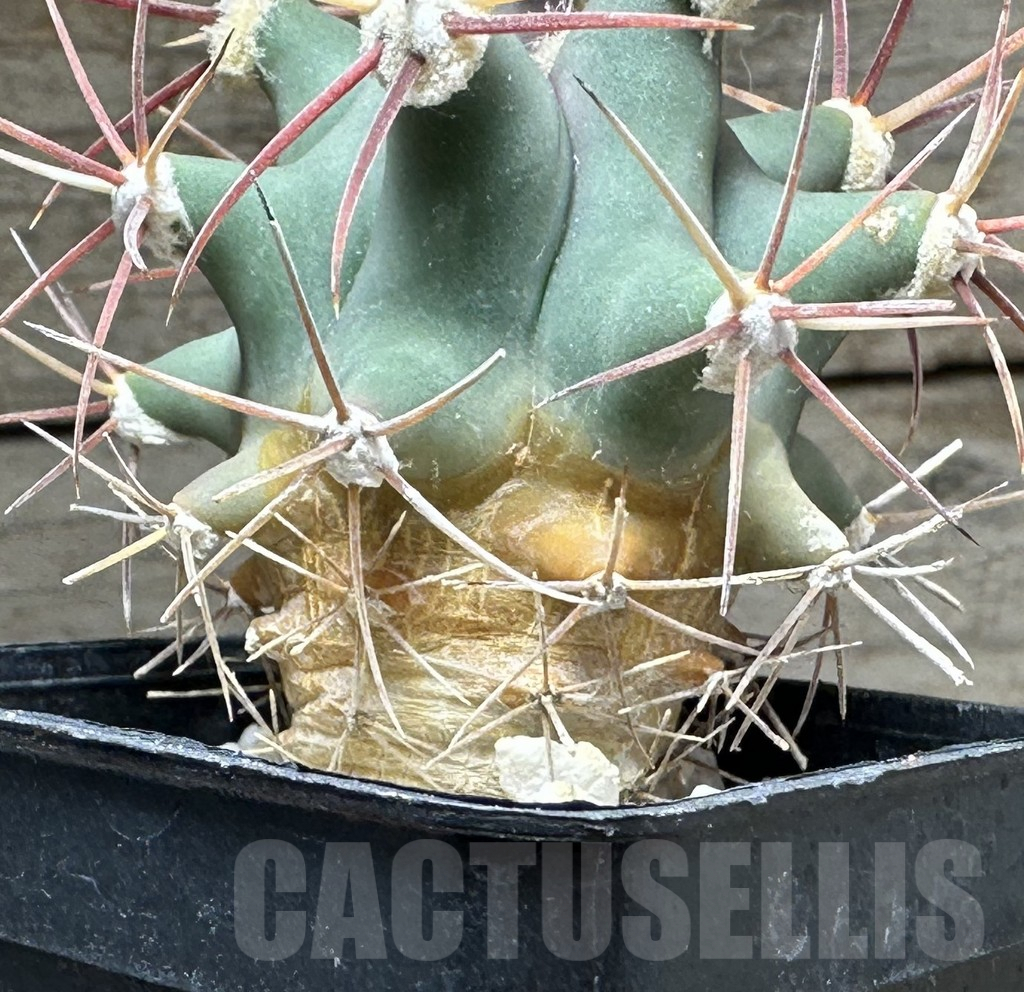 SHPR31469 Ferocactus sp. Arizona (aff.emory) - Image 2
