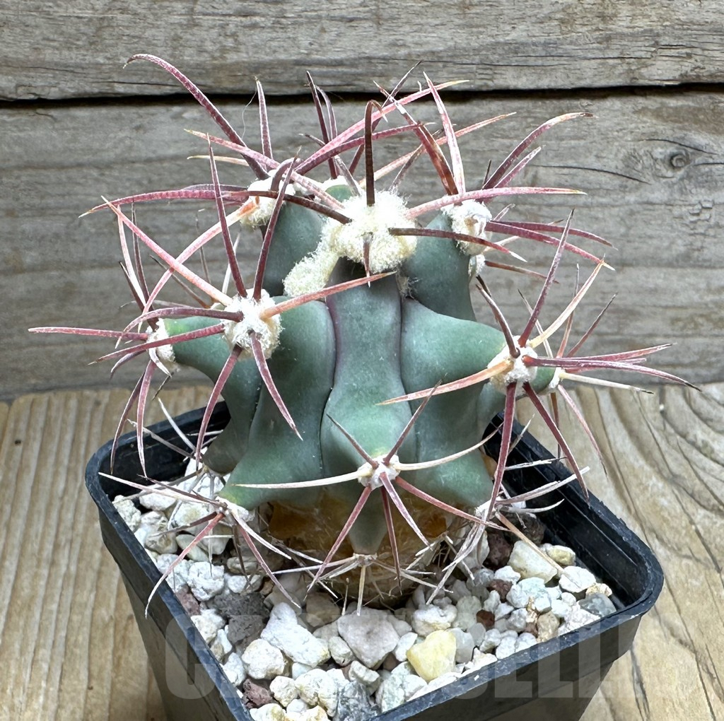SHPR31469 Ferocactus sp. Arizona (aff.emory)