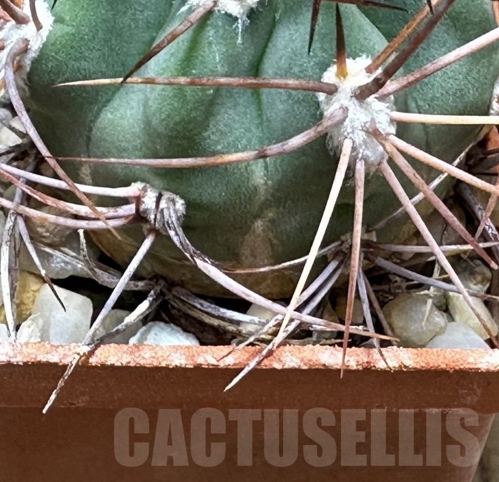 SHPR31470 Denmoza rhodacantha, Argentina - Зображення 3