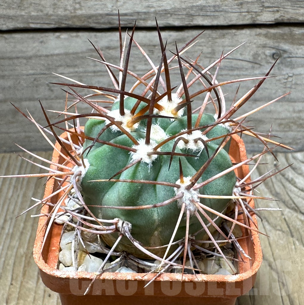 SHPR31470 Denmoza rhodacantha, Argentina