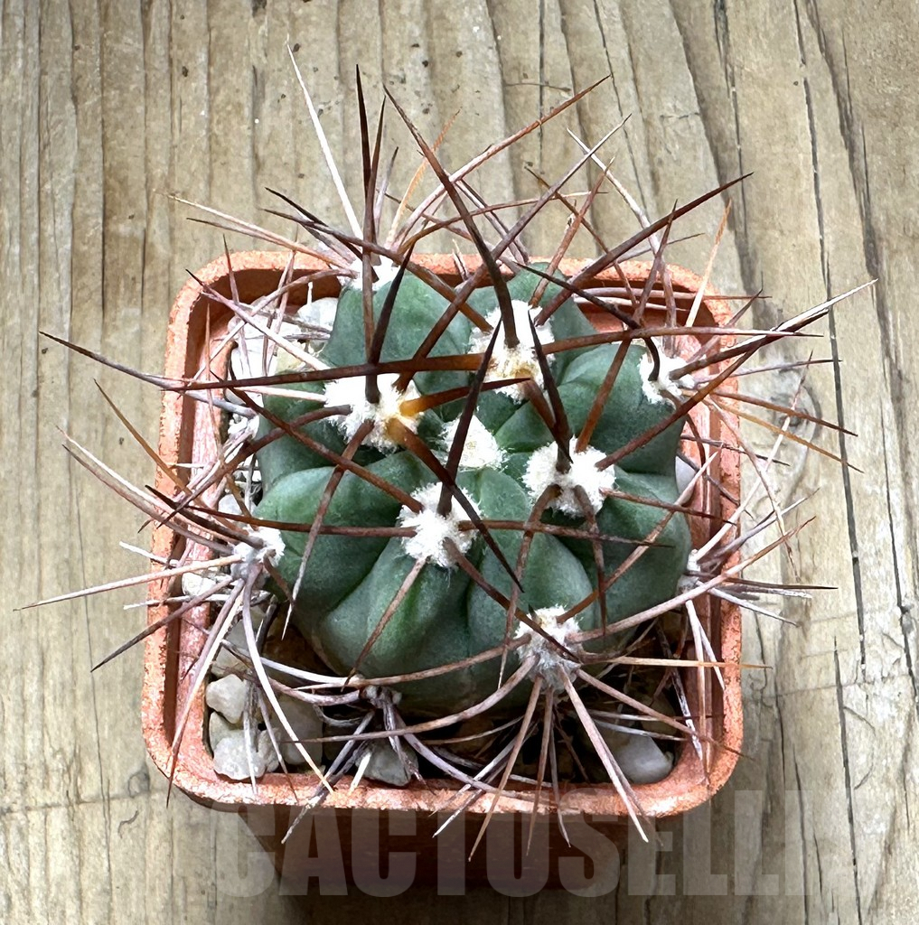 SHPR31470 Denmoza rhodacantha, Argentina - Зображення 2