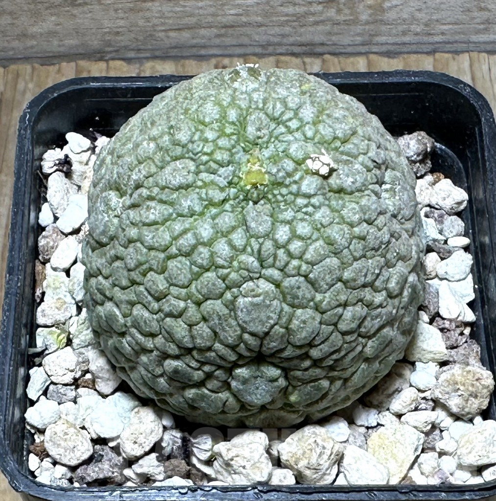 SHPR31473 Pseudolithos migiurtinus