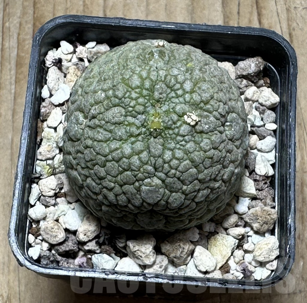 SHPR31473 Pseudolithos migiurtinus - Зображення 2
