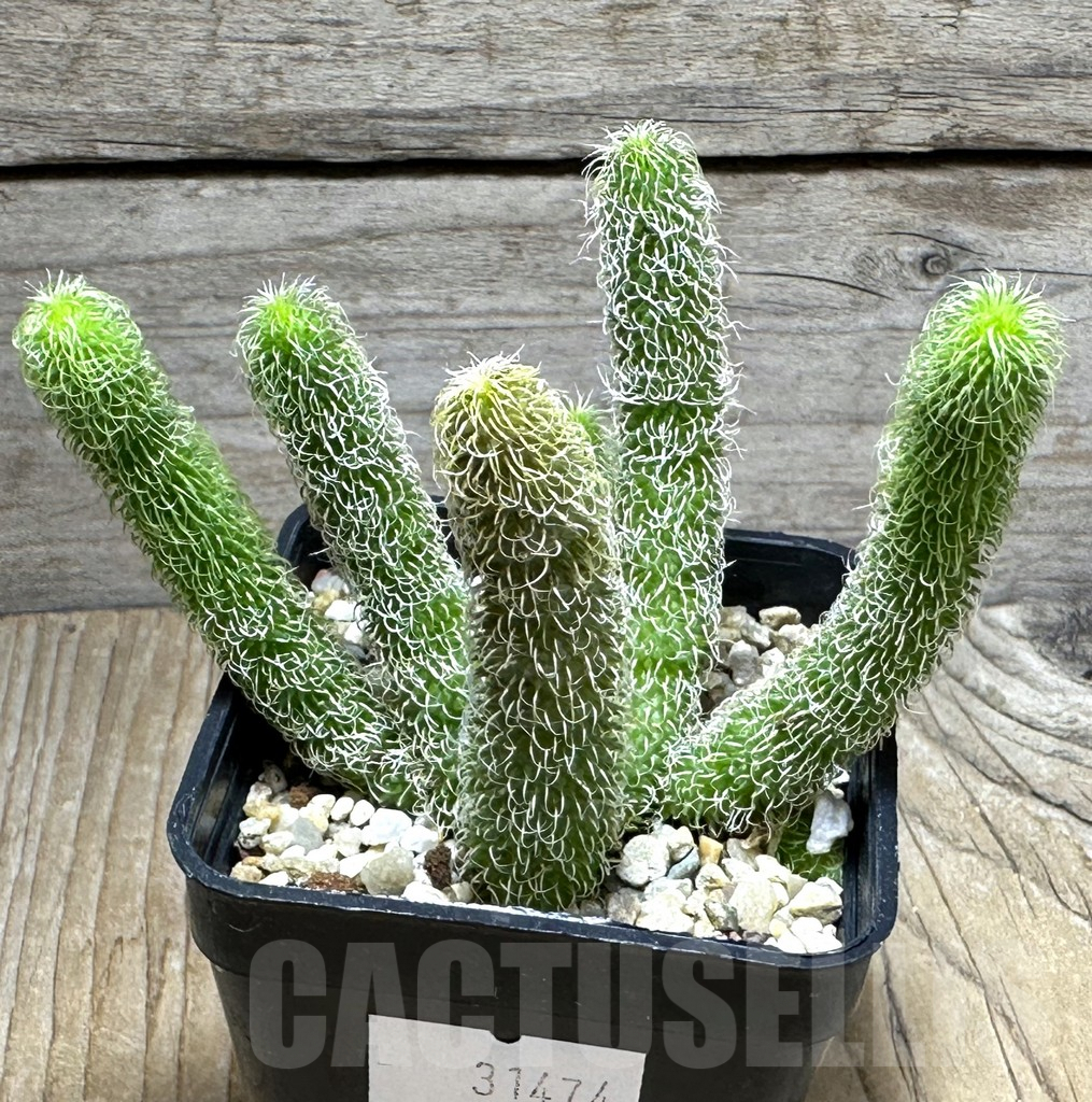 SHPR31474 Stapelianthus pilosus - immagine 2