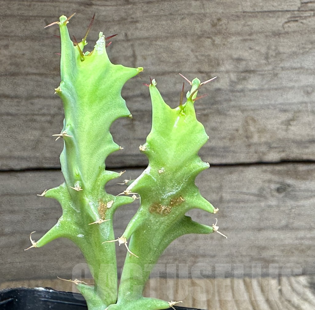 SHPR31476 Euphorbia tortirama sedling - immagine 2