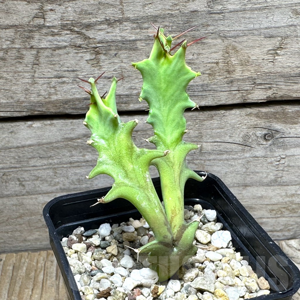 SHPR31476 Euphorbia tortirama sedling