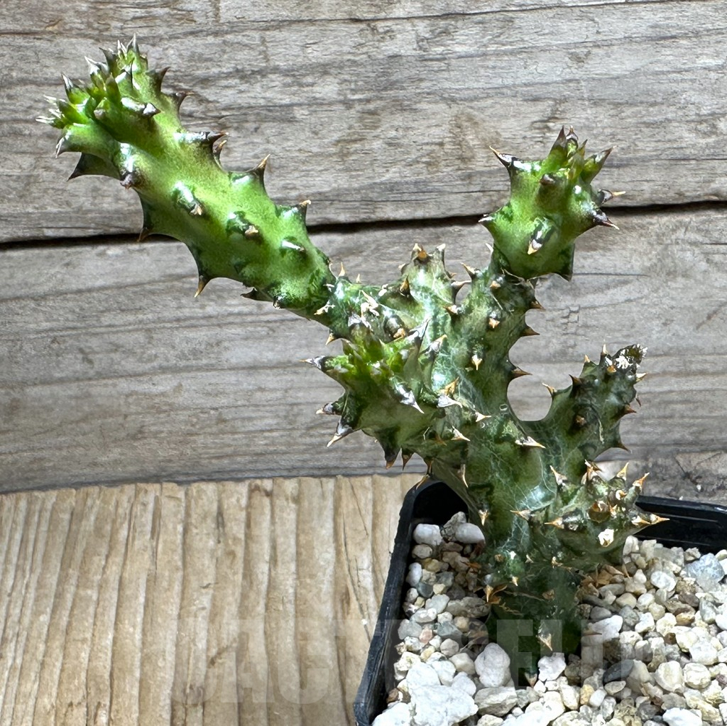 SHPR31484 Edithcolea grandis - Image 2