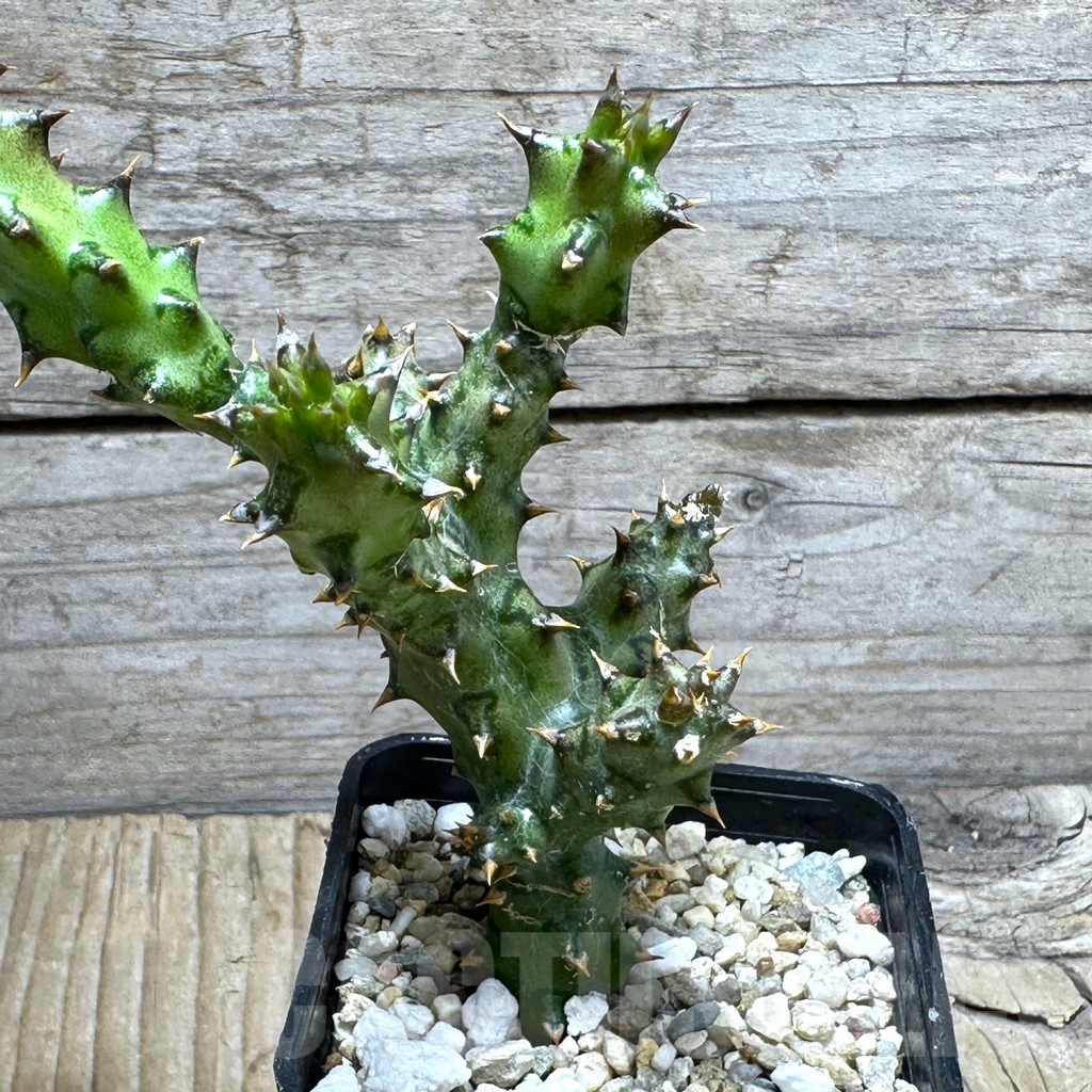 SHPR31484 Edithcolea grandis