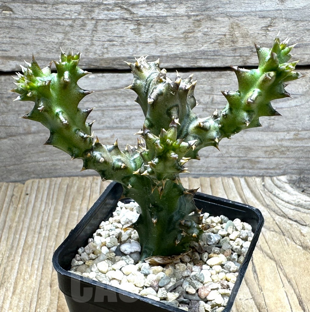 SHPR31485 Edithcolea grandis - Image 2