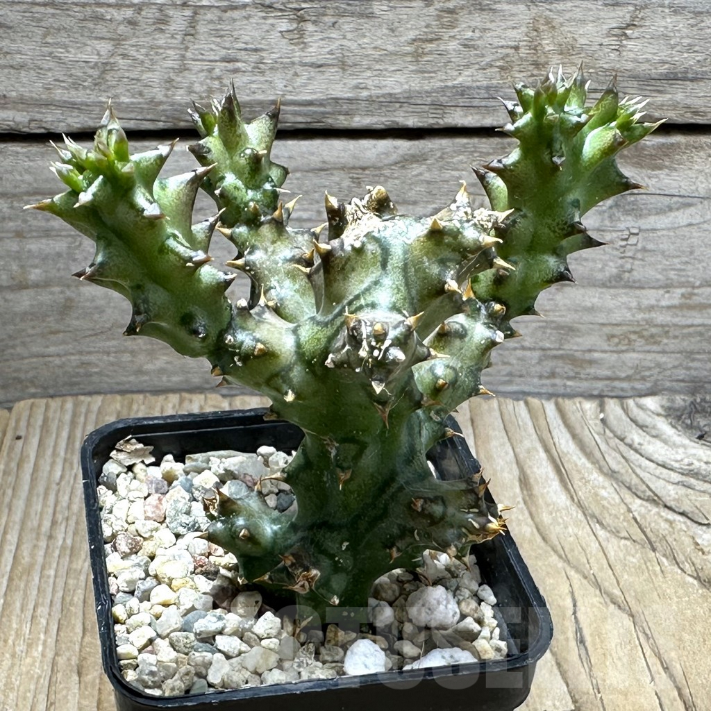 SHPR31485 Edithcolea grandis