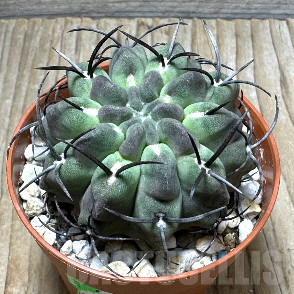 SHPR31486 Neochilenia paucicostata