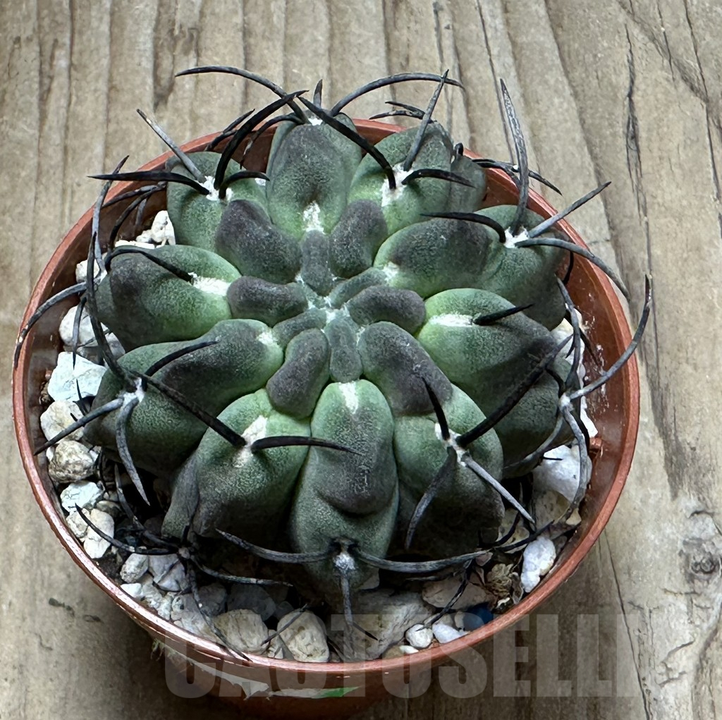 SHPR31486 Neochilenia paucicostata - Image 2