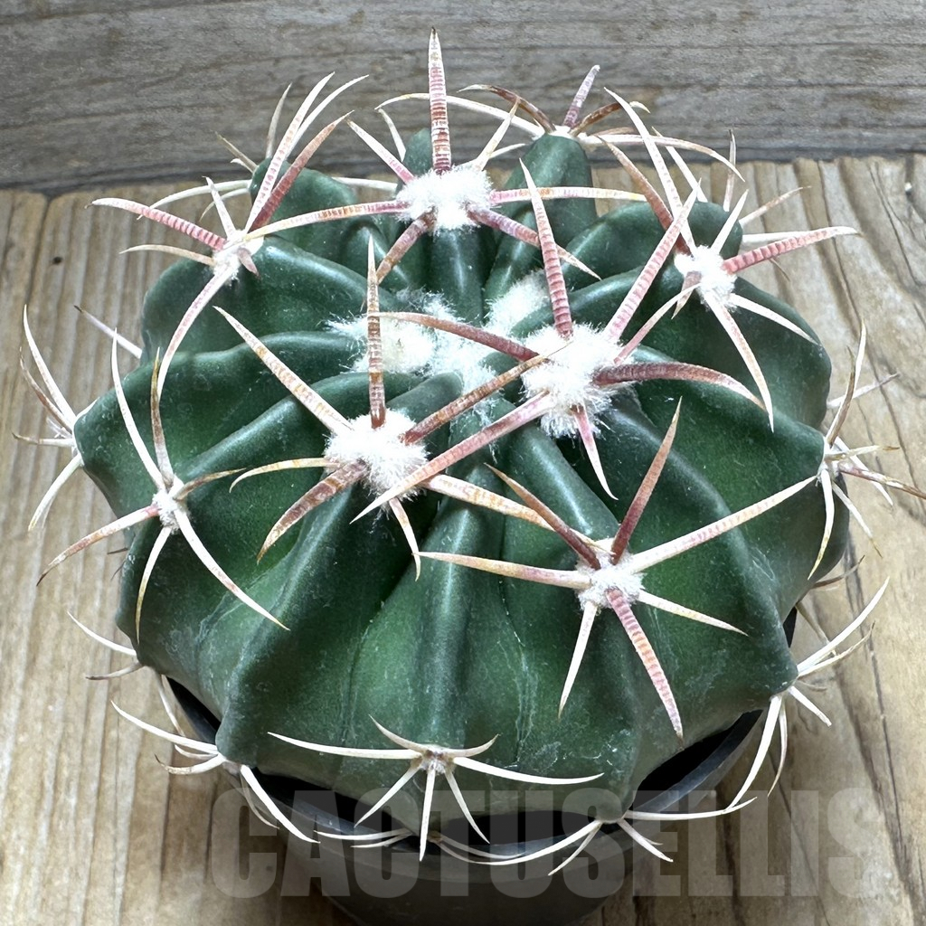 SHPR31487 Homalocephala texensis