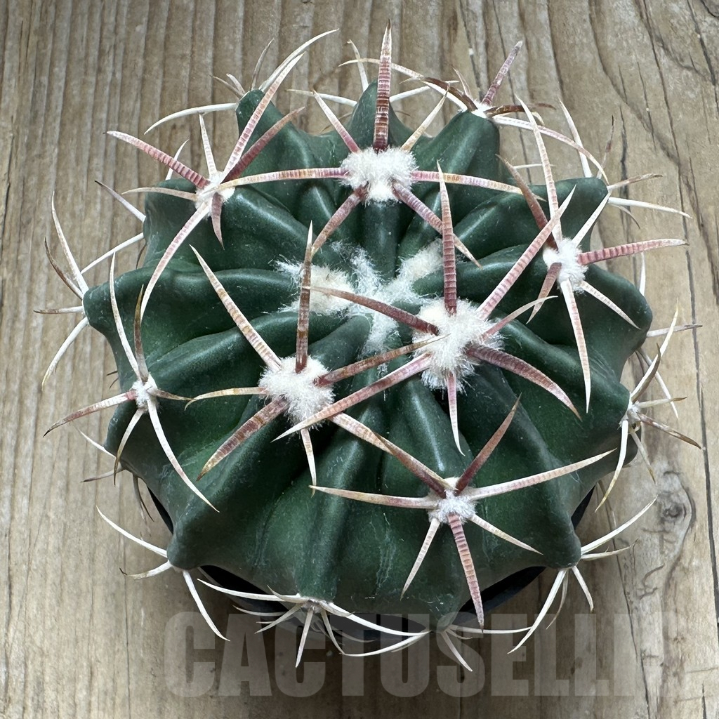 SHPR31487 Homalocephala texensis - Image 2