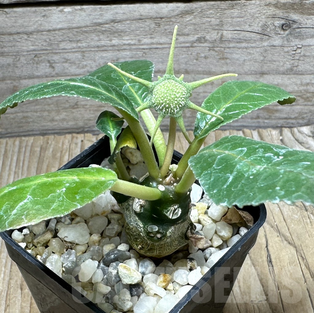 SHPR31491 Dorstenia foetida