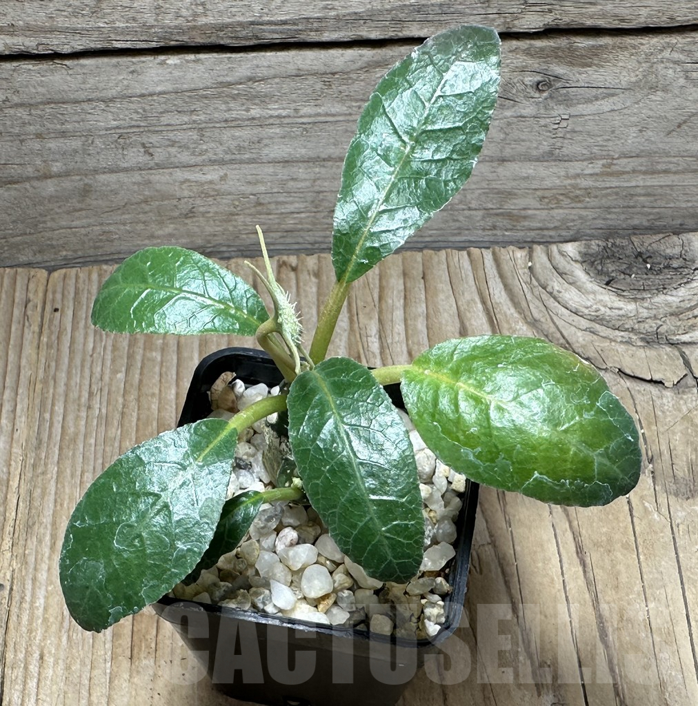 SHPR31491 Dorstenia foetida - Image 2