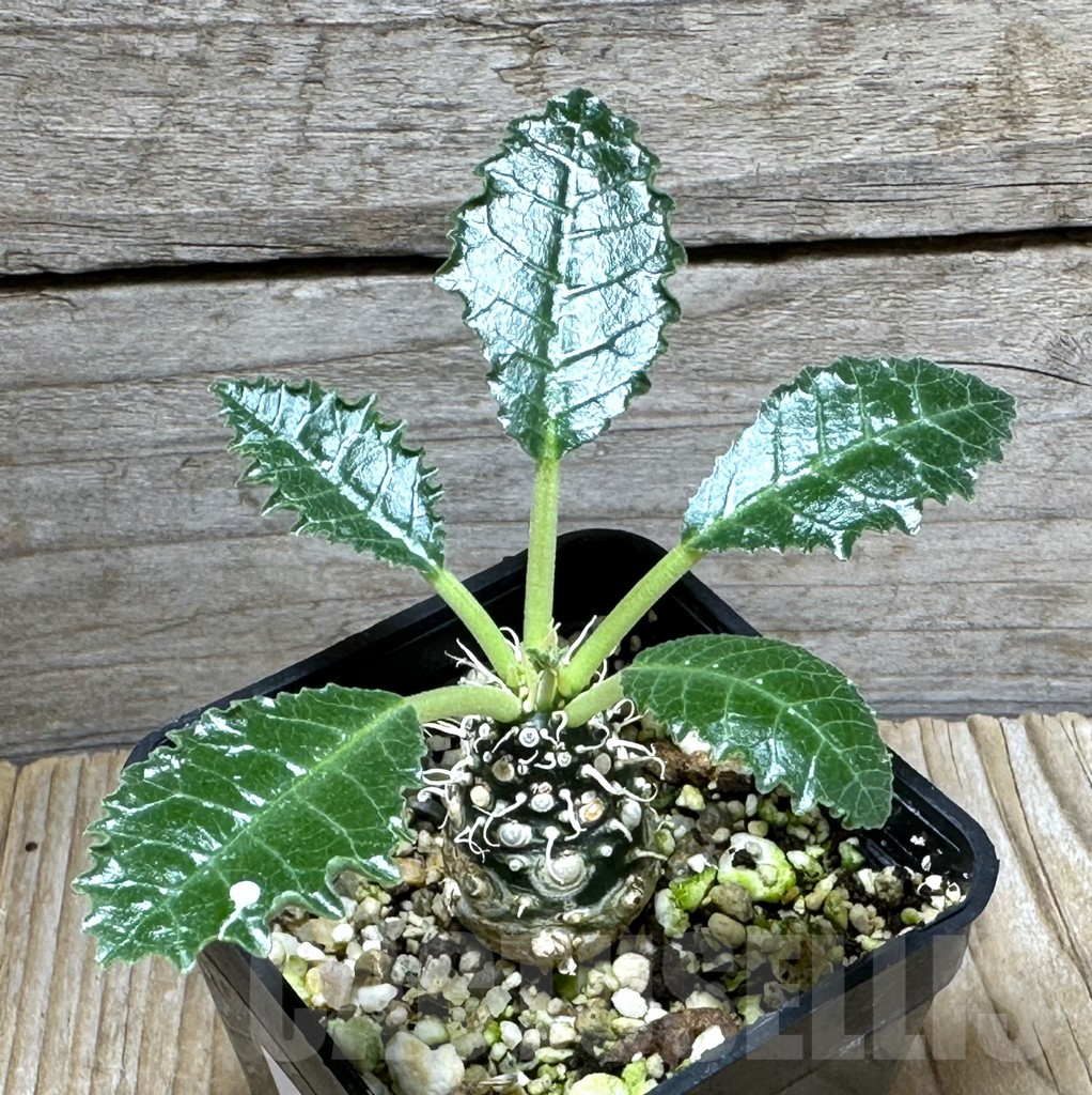 SHPR31492 Dorstenia sp. ‘Lav 23877’