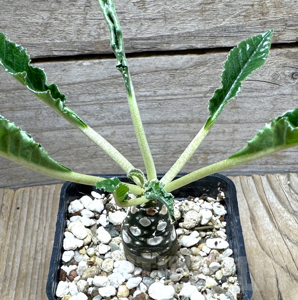 SHPR31493 Dorstenia foetida ‘Thamaka’