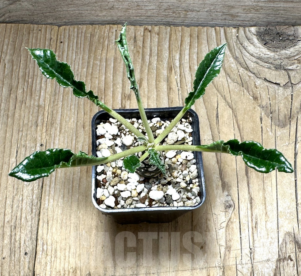 SHPR31493 Dorstenia foetida ‘Thamaka’ - Image 2