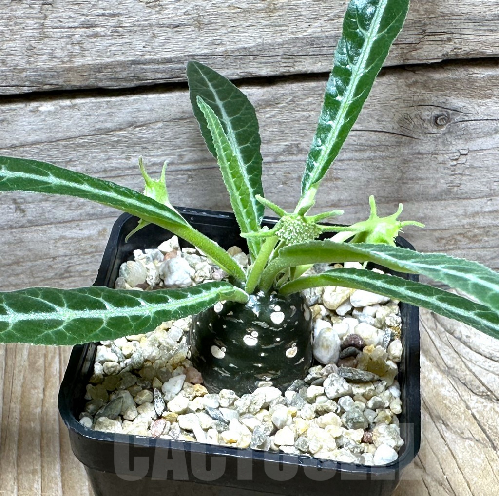 SHPR31494 Dorstenia lancifolia