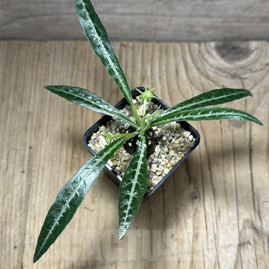 SHPR31494 Dorstenia lancifolia - Image 2