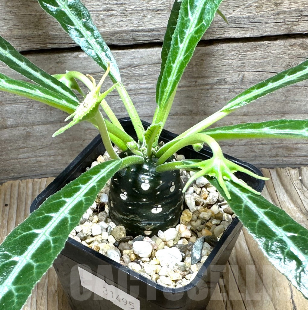 SHPR31495 Dorstenia lancifolia